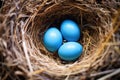 close-up of bright blue robin eggs nestled in a nest Royalty Free Stock Photo