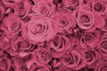 Close up of bright bunch of fresh beautiful roses. Image toned in Viva Magenta, color of the 2023 year Royalty Free Stock Photo