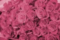 Close up of bright bunch of fresh beautiful roses. Image toned in Viva Magenta, color of the 2023 year Royalty Free Stock Photo