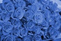 Close up of bright bunch of fresh beautiful roses. phantom classic blue color Royalty Free Stock Photo