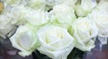 Close-up of bright bunch of fresh big beautiful white roses Royalty Free Stock Photo