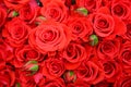 Close up of bright bunch of fresh beautiful red roses Royalty Free Stock Photo