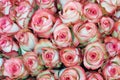 Close-up of bright bunch of freshly cut roses.