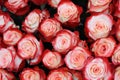 Close-up of bright bunch of roses