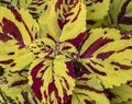 Close-up of a bright coleus plant in red and yellow