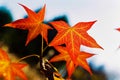 Bright colored leaves during Autumn Fall season on a sunny day Royalty Free Stock Photo