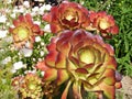 CLOSE-UP OF BRIGHT COLORFUL CACTUS FLOWERS Royalty Free Stock Photo