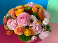 Close up bright colorful pink yellow orange persian asian buttercup ranunculus asiaticus bouquet flowers in round box Royalty Free Stock Photo