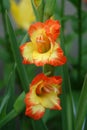 A close up of bright yellow-orange gladiolus flowers of the 'Princess Margaret Rose' variety (Sword-Lily) Royalty Free Stock Photo