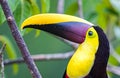 Close up of the bright colors of the Chestnut mandibled toucan