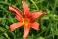 Close up of a Bright Coral orange colored Lily