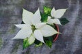 Close-up of bright flower of white with green poinsettia known as the Christmas or Bethlehem star with variegated leaves. Variety Royalty Free Stock Photo