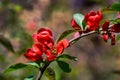Close-up of bright flowering Japanese quince or Chaenomeles japonica. A lot of red flowers cover the branches on the blurred garde