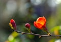 Close-up of bright flowering Japanese quince or Chaenomeles japonica. Red flowers cover branches on blurred garden