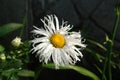 A close up of bright fluffy flower of Leucanthemum maximum (Max chrysanthemum, Shasta daisy, Daisy Crazy) in the garden Royalty Free Stock Photo