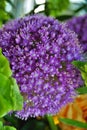 Close up of a bright and fluffy purple allium lucy ball flower Royalty Free Stock Photo