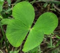 Close up of bright fresh green aquatic Marsilea quadrifolia,also called four leaf clover.