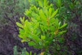 Close up of bright fresh green eucalypt shooting