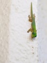 Close Up Bright Gecko on White Wall Royalty Free Stock Photo