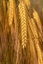 Close up of bright golden shiny ears of grain ripened in the field. The image is in portrait format Royalty Free Stock Photo