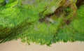 Close-up of bright green algae background. Green algae from Irish Sea. Closeup background texture Royalty Free Stock Photo