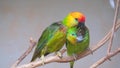Close-up of bright green Australian parrots sitting on a tree branch. Beautiful parrots