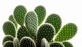 Close up Bright Green Cactus Plant with White Spines on White Background Royalty Free Stock Photo