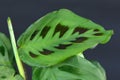 Bright green exotic `Maranta Leuconeura Kerchoveana` Prayer Plant leaf with unique black pattern on dark black background Royalty Free Stock Photo