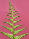 Close-up of bright green fern leaf isolated against pink background