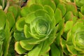 Spring Bloom Series - Bright Green Aeonium