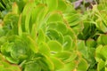 Spring Bloom Series - Bright Green Aeonium