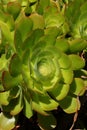 Spring Bloom Series - Bright Green Aeonium