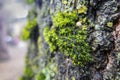 Close-up of bright green graceful moss grows with very small mushroom on the old gray oak tree in the garden. Royalty Free Stock Photo