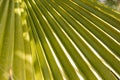 Close-up of a bright green leaf