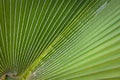 Close-up of a bright green leaf