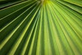 Close-up of a bright green leaf