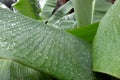 Close up of bright green leaf and water drop. Argentina