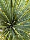 Close Up of Bright Green Leaves On Large Yucca