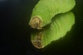 Luna moth caterpillar Royalty Free Stock Photo