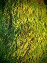 Close-up of bright green moss growing on tree trunk Royalty Free Stock Photo