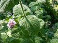 Close-up of bright green peppermint plant (Mentha x piperita) leaves growing and flowering with purple flowers Royalty Free Stock Photo