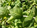 Close-up of green peppermint plant (Mentha x piperita) leaves growing and flowering with purple flowers in the garden Royalty Free Stock Photo