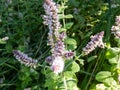 Close-up of bright green peppermint plant (Mentha x piperita) leaves growing and flowering with purple flowers Royalty Free Stock Photo