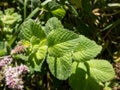 Close-up of bright green peppermint plant (Mentha x piperita) leaves growing and flowering with purple flowers Royalty Free Stock Photo