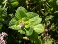 Close-up of bright green peppermint plant (Mentha x piperita) leaves growing and flowering with purple flowers Royalty Free Stock Photo