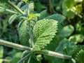 Green peppermint plant (Mentha x piperita) leaves growing and flowering with purple flowers in the garden Royalty Free Stock Photo