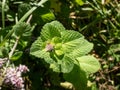 Bright green peppermint plant (Mentha x piperita) leaves growing and flowering with purple flowers in the garden Royalty Free Stock Photo