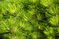 Close up of bright green pine needles of a fir tree Royalty Free Stock Photo