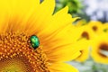 Close-up bright green rose chafer beetle gathering pollen from sunflower plant field. Vibrant colorful summer background Royalty Free Stock Photo