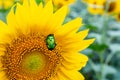 Close-up bright green rose chafer beetle gathering pollen from sunflower plant field. Vibrant colorful summer background Royalty Free Stock Photo